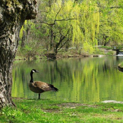 Dufferin Islands Niagara Falls